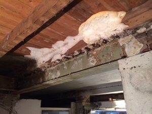 zwambestrijding kosten