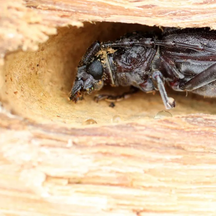 Levenscyclus huisboktor: snel handelen is cruciaal